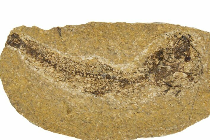 Oligocene Fossil Fish (Idrissia carpathica) - Poland #320603